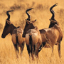 Hartebeest Red Hartebeest Red